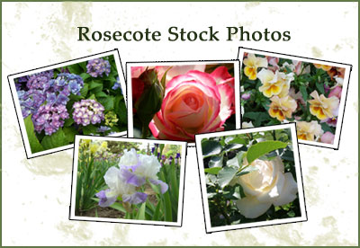 Stock Photos at Rosecote